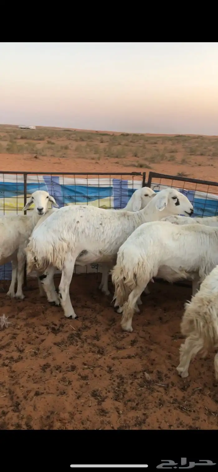 للبيع غنم مراح 4