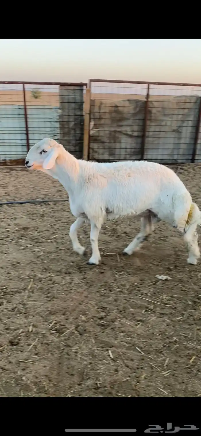 طلي حري خصم الخصم ارتفاع وراس ملكي 2