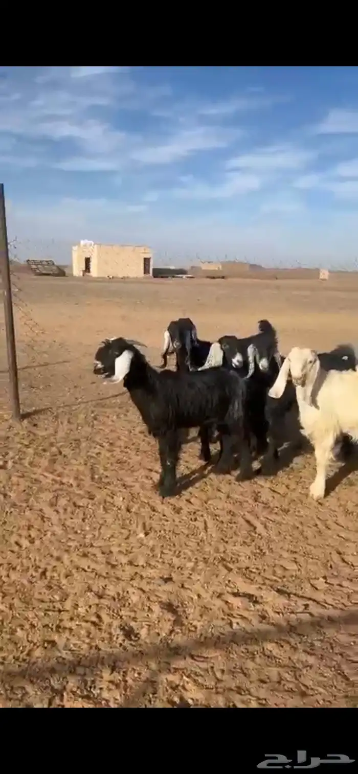 تيوس وجفار 1