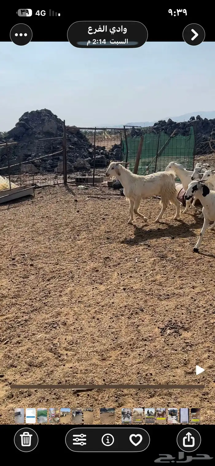 جفار بيشيات ومهجنات مع مصريات 5