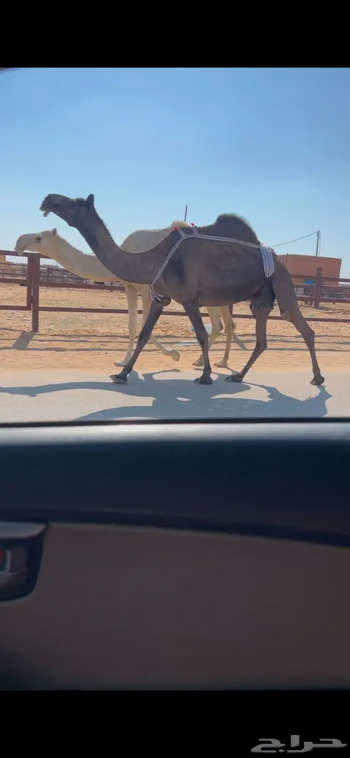 عشرا ضروبه مجهم طيبه 0