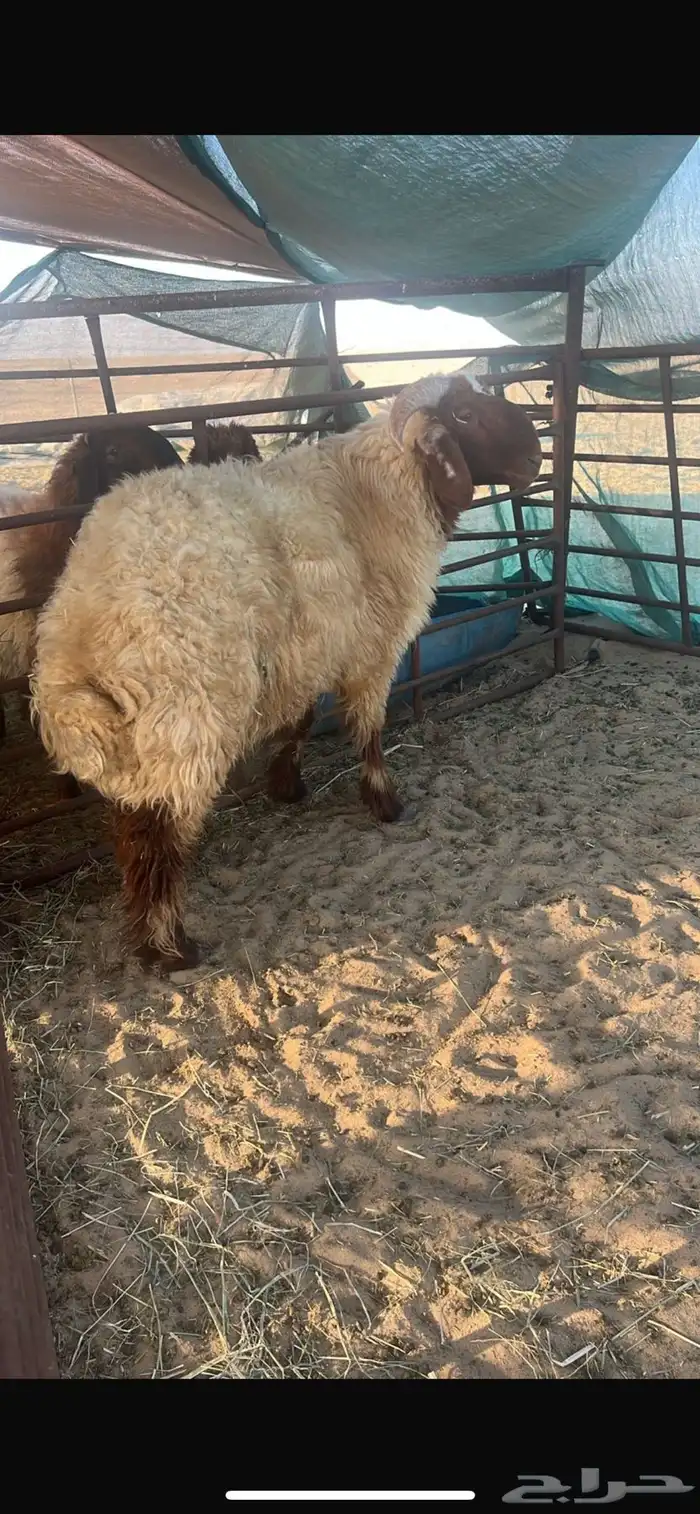 خروف جذع للبيع 0