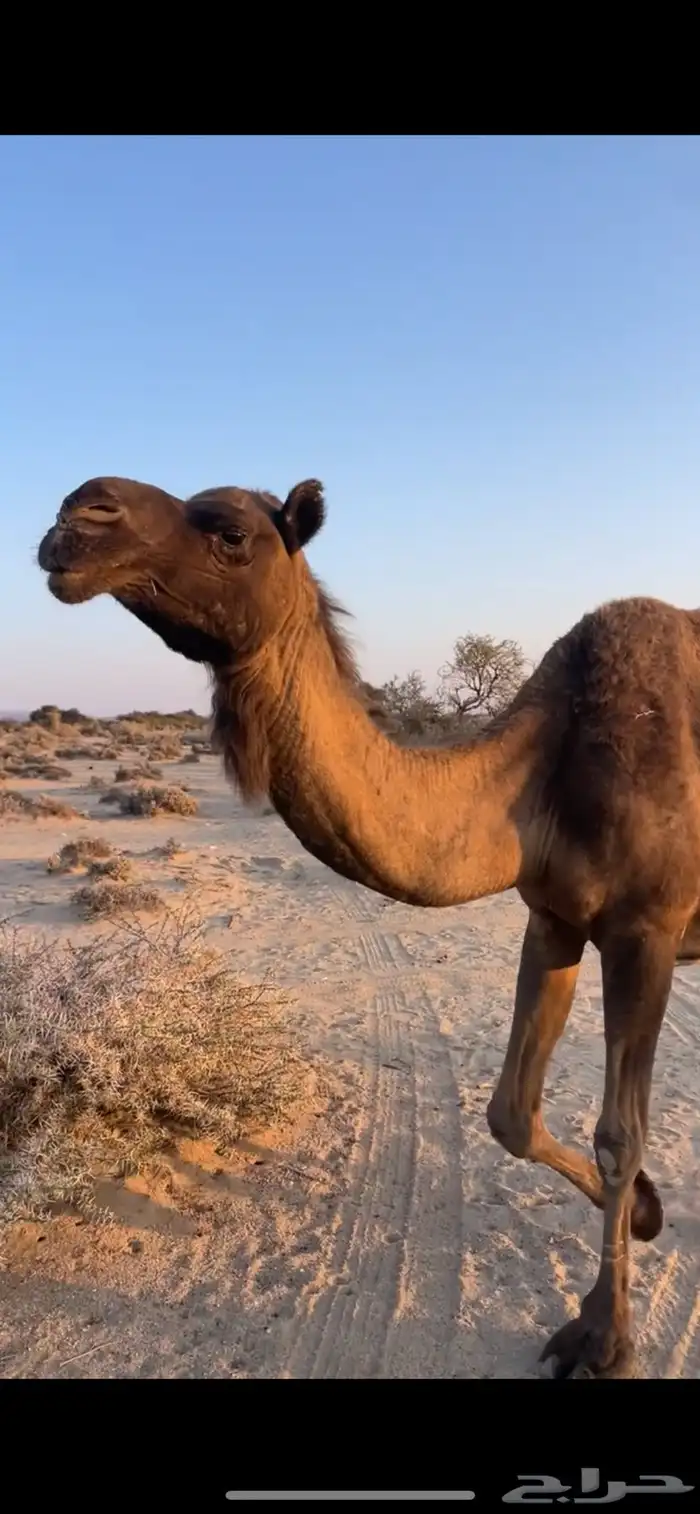 ناقتين لقاح في 10 شهور 1