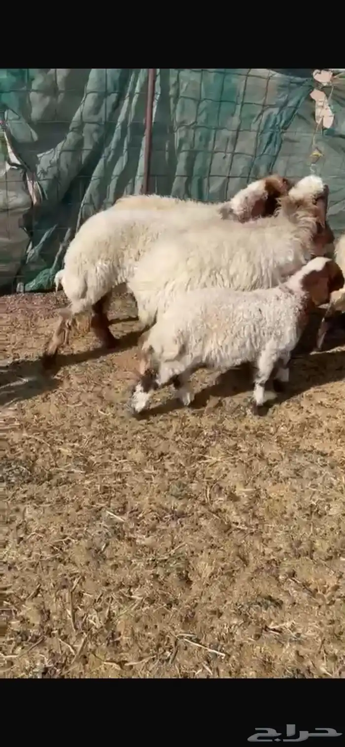 غنم طيبه للبيع 1