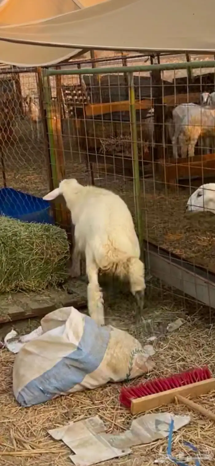 طلي ذبيحة ((تم البيع )) 1