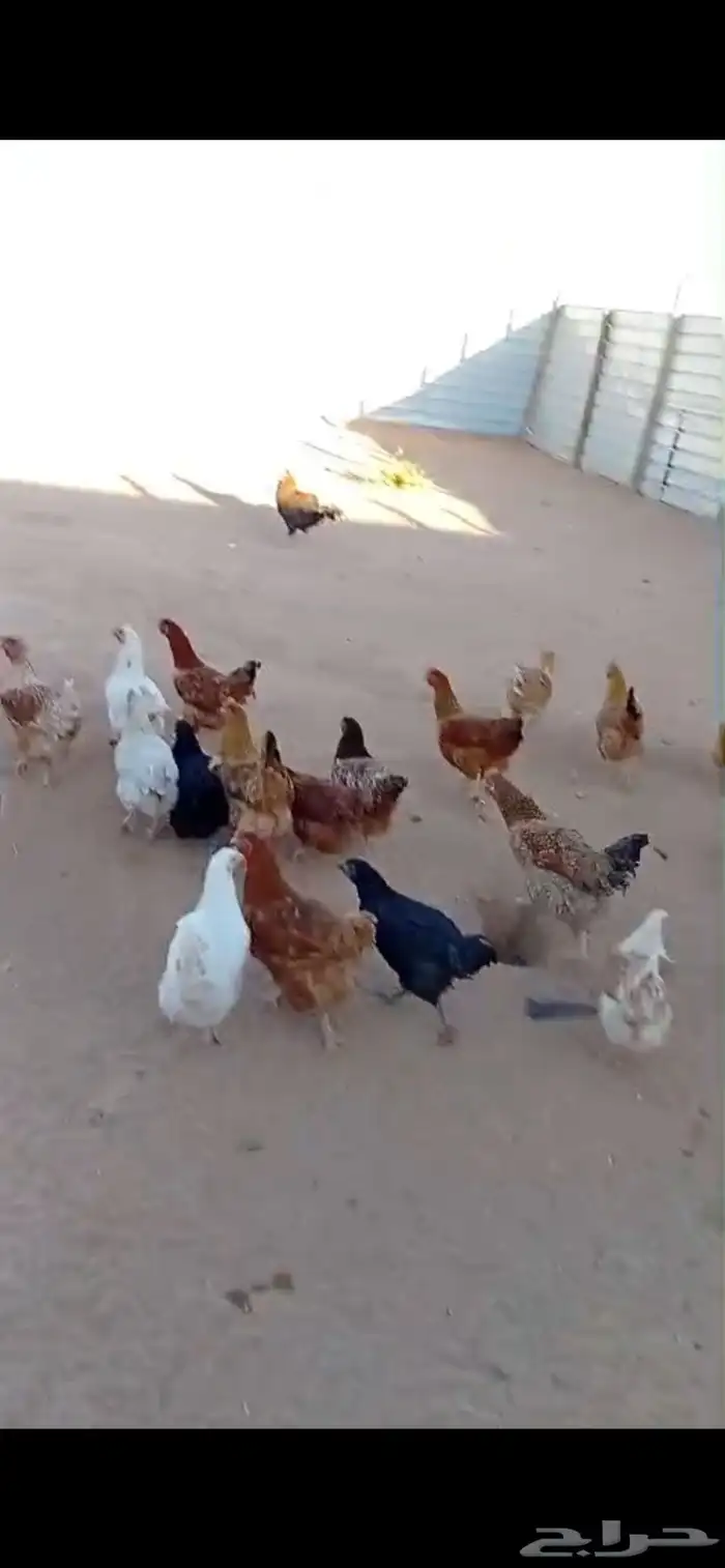 دجاج تركي فواخر 2