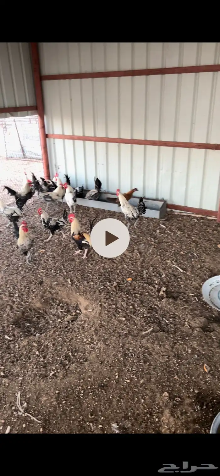 ديكه للبيع 0