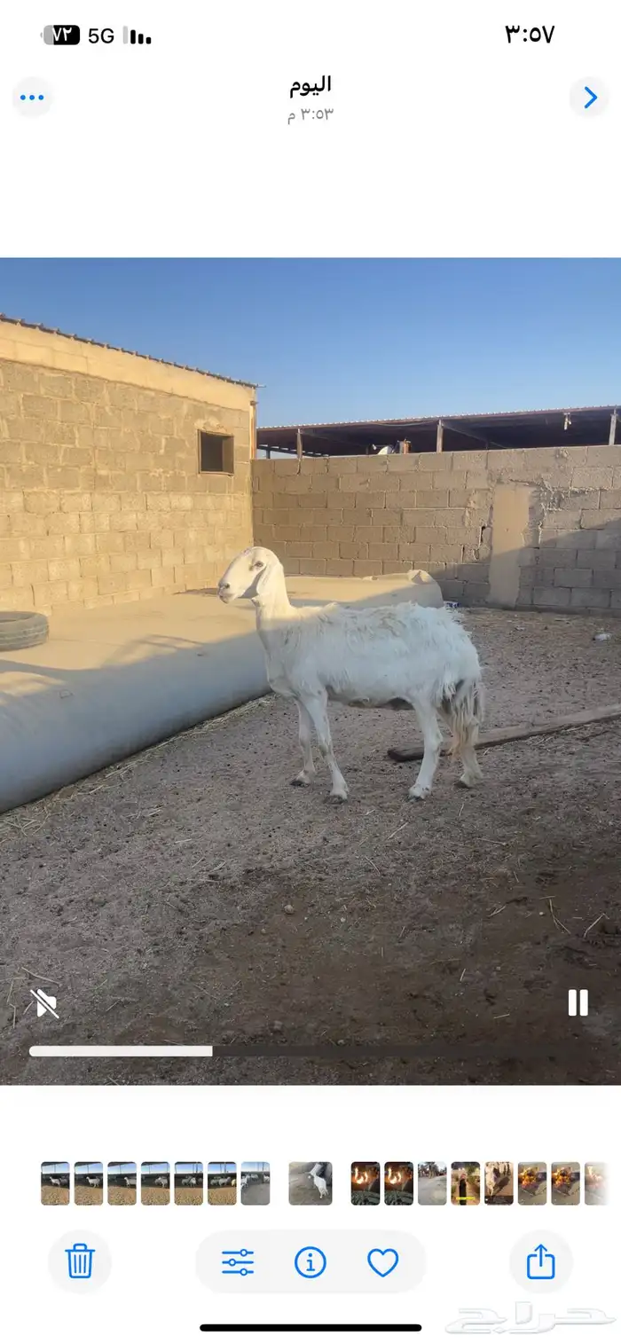 شاه حريه دافع شرط 0