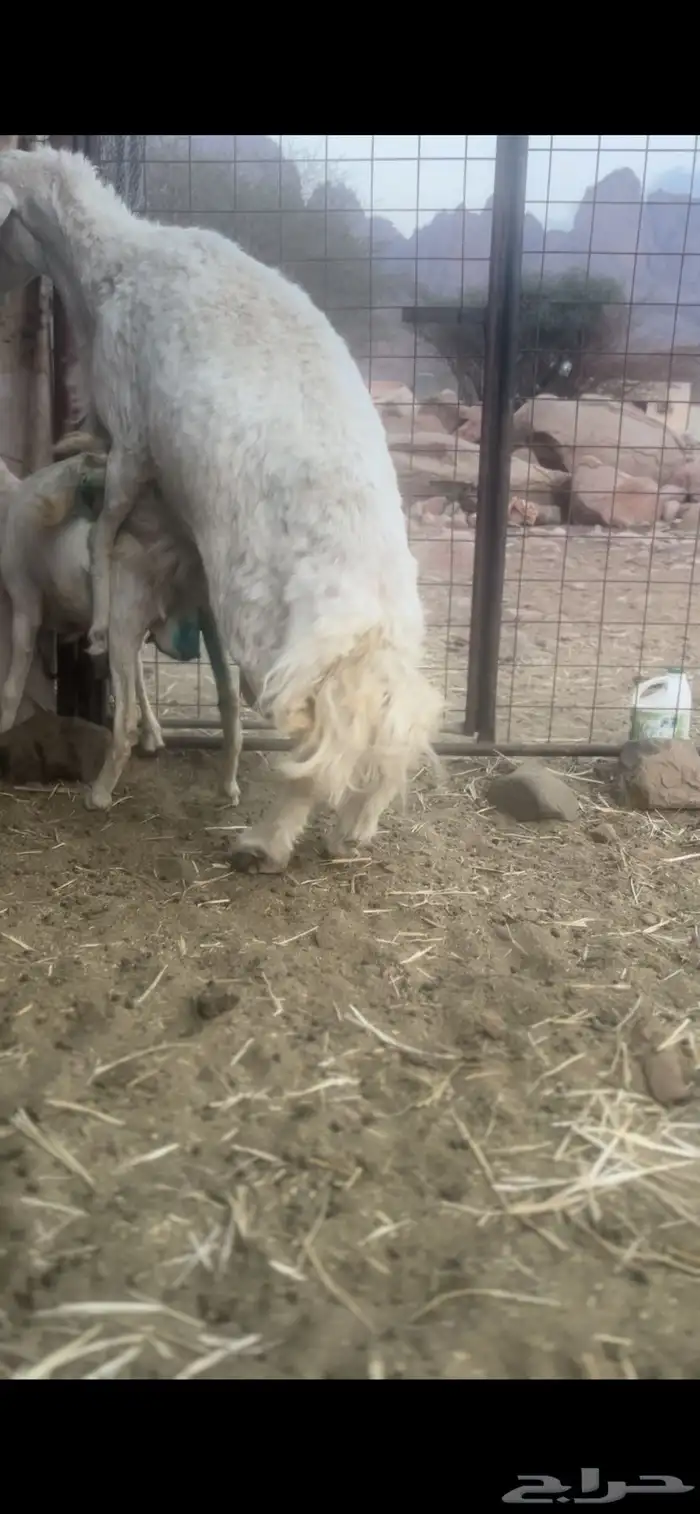 طلي فحل حري 0