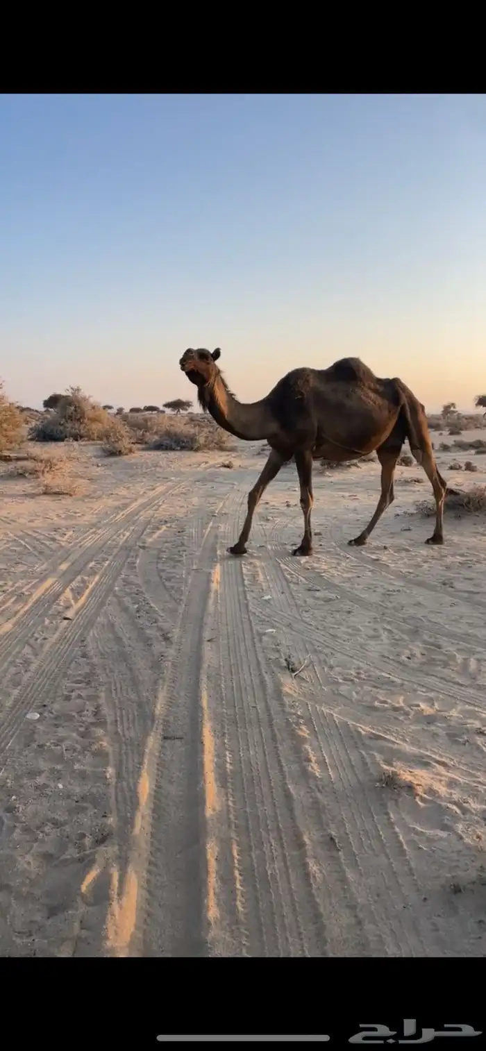 ناقتين لقاح في 10 شهور 2