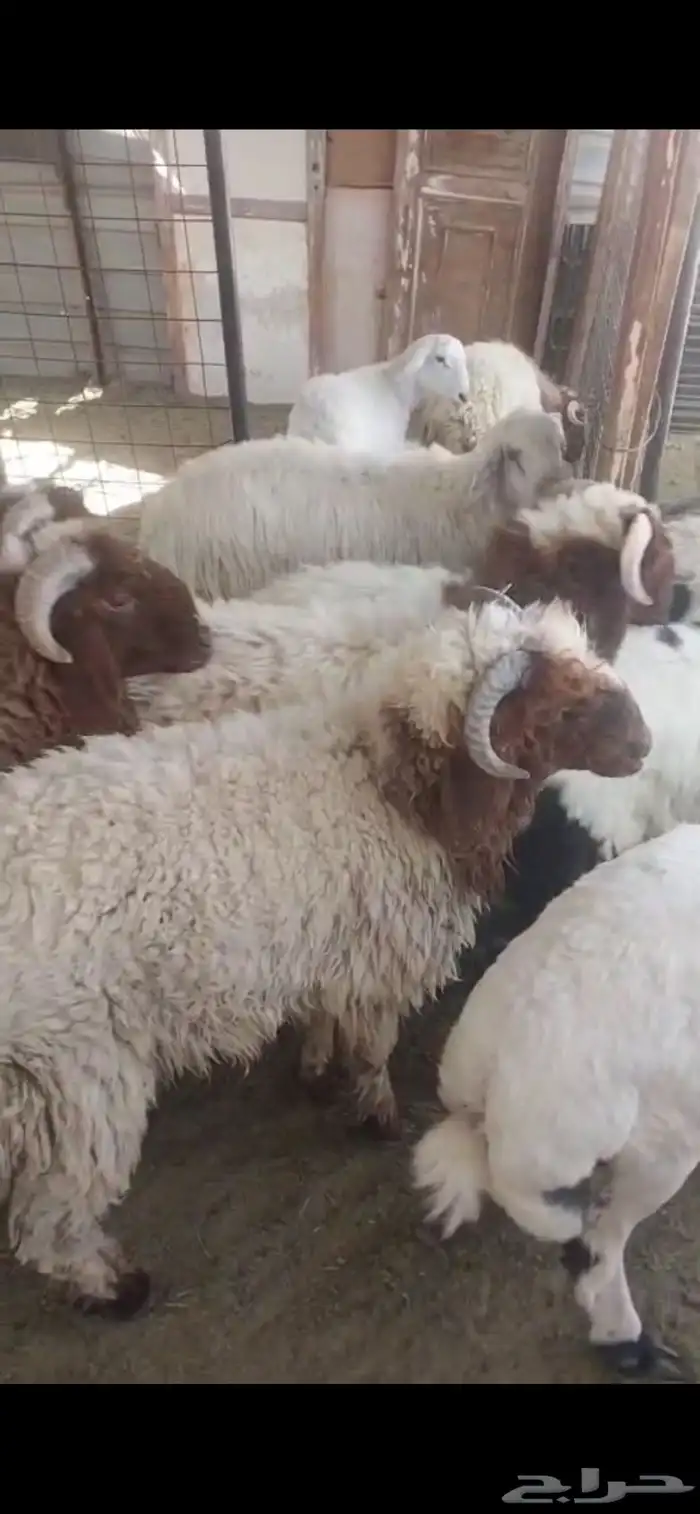 ذبائح تمايم مقفلة شحم ونظيفة شرط بالقرب من دوار الملك سلمان 1