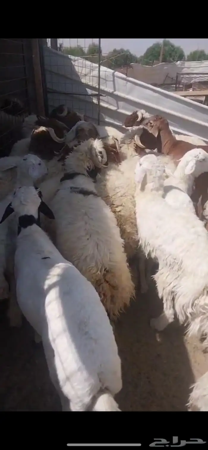 ذبائح تمايم مقفلة شحم ونظيفة شرط بالقرب من دوار الملك سلمان 8