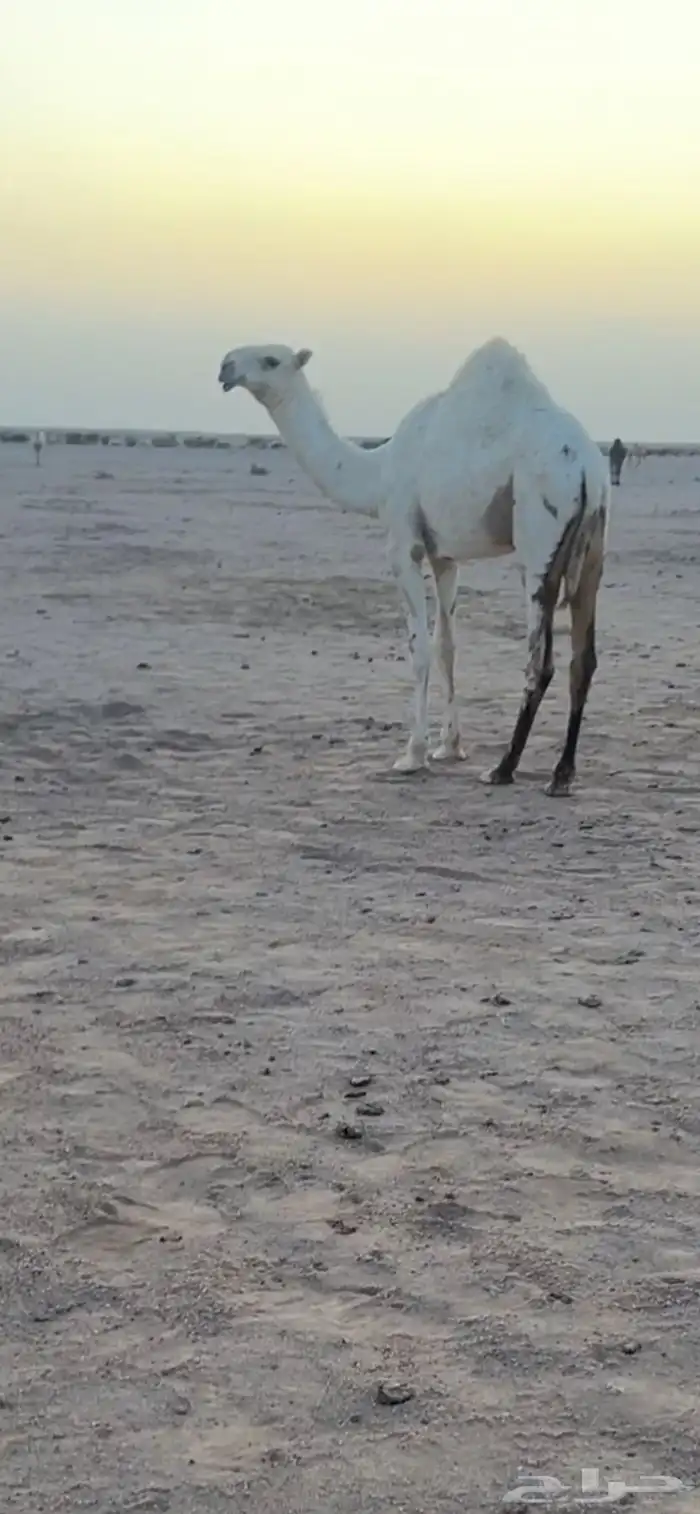 بكره رمانيه عل بعير فهد السلات عمره حوراه 9شهور الموقع عفيف 0