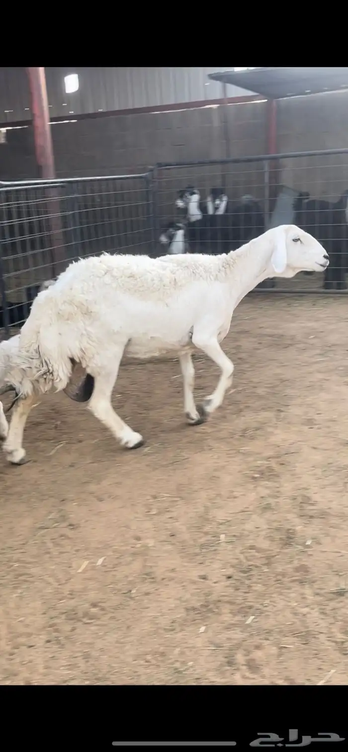 خلفه حريه معها2 4