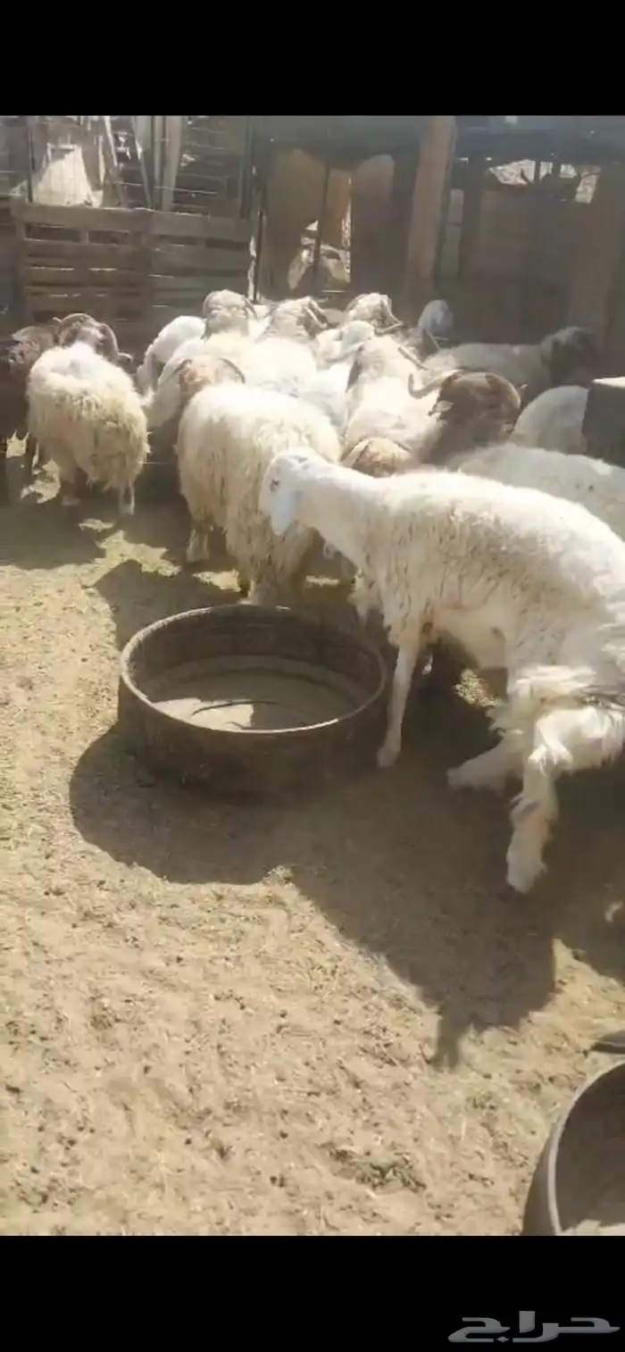 ذبائح تمايم مقفلة شحم ونظيفة شرط بالقرب من دوار الملك سلمان 6