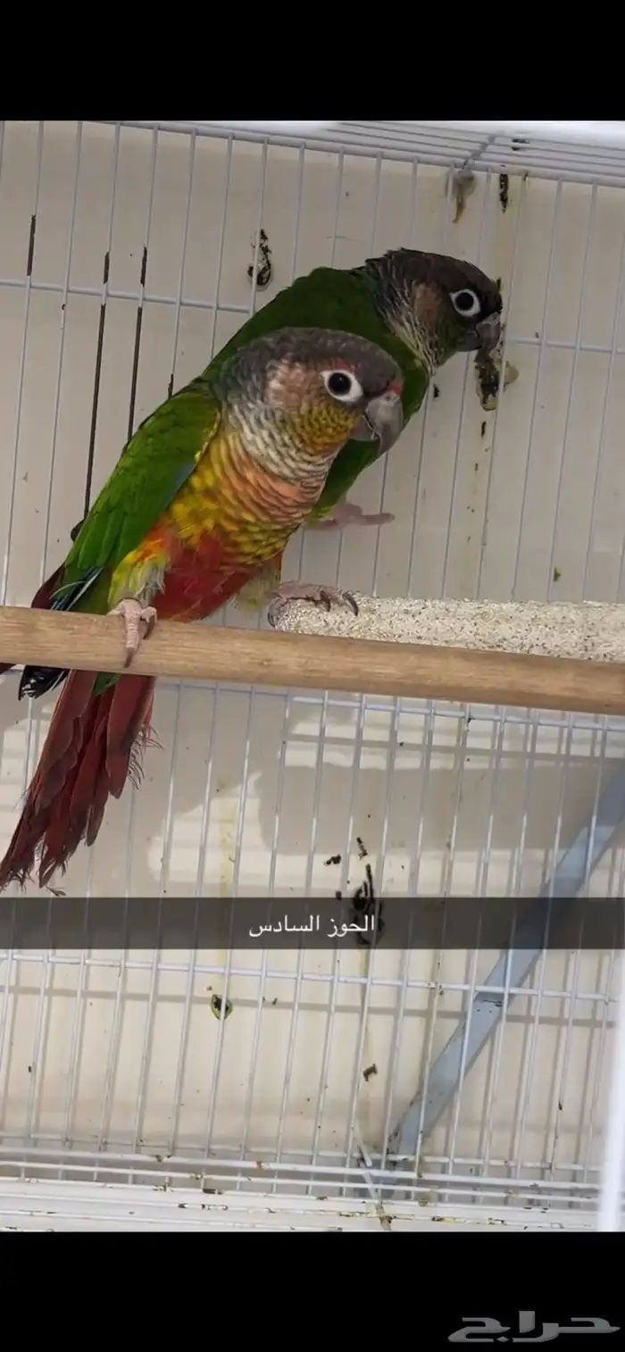 زوج كنيور يلو سايد 6 0