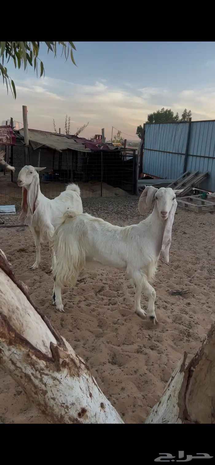 معزا هلنديات 3