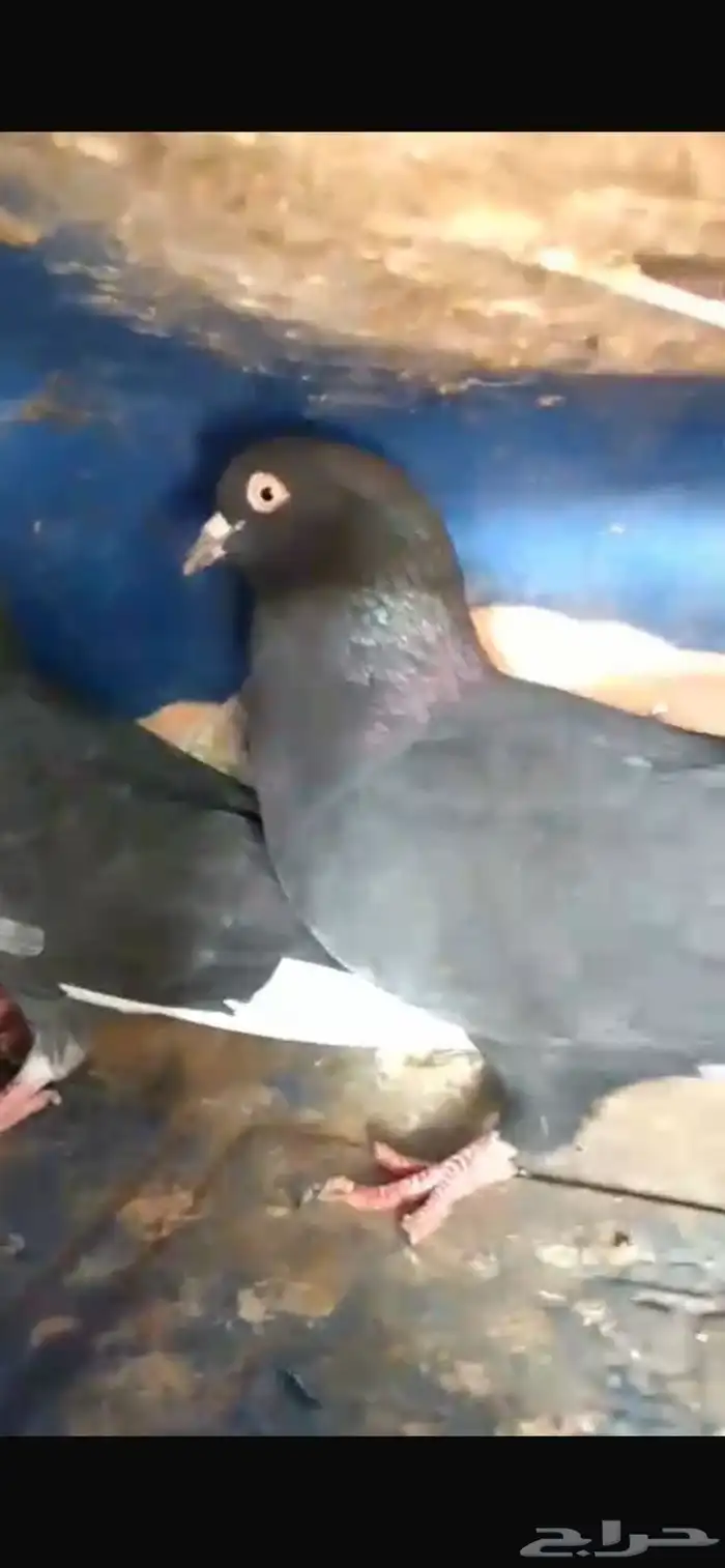 حمام قطايف 5