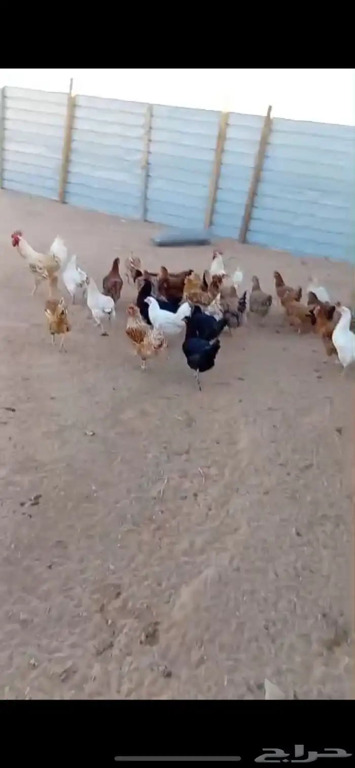 دجاج تركي فواخر 3