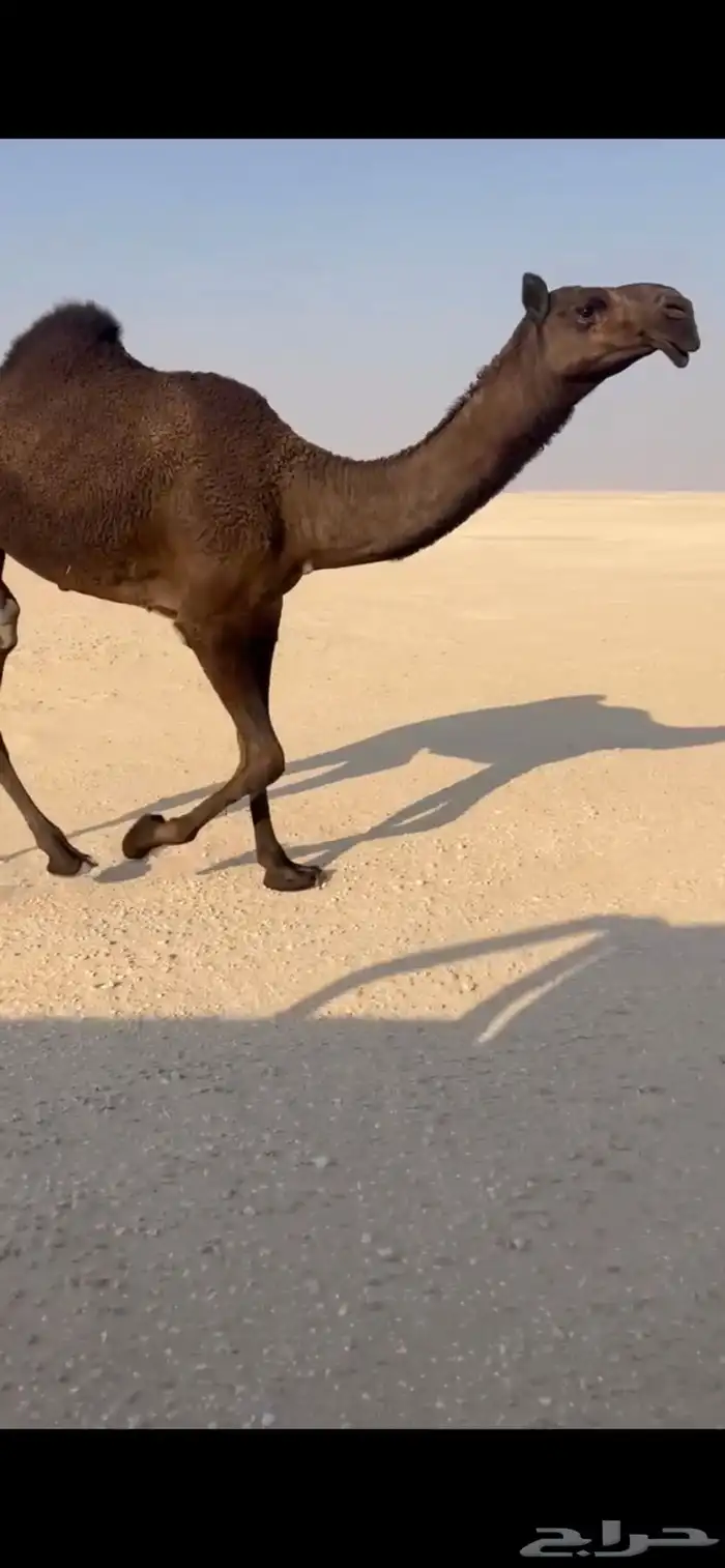 حقه مجهم نادره مجاهيم 2