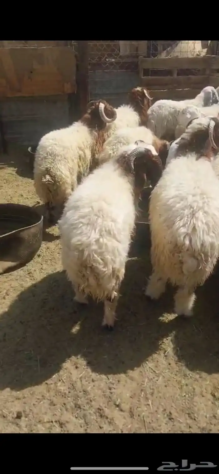 ذبائح تمايم مقفلة شحم ونظيفة شرط بالقرب من دوار الملك سلمان 3