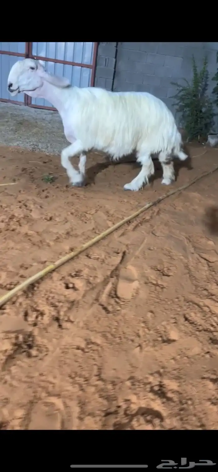 شاه عيسيه كفو 1