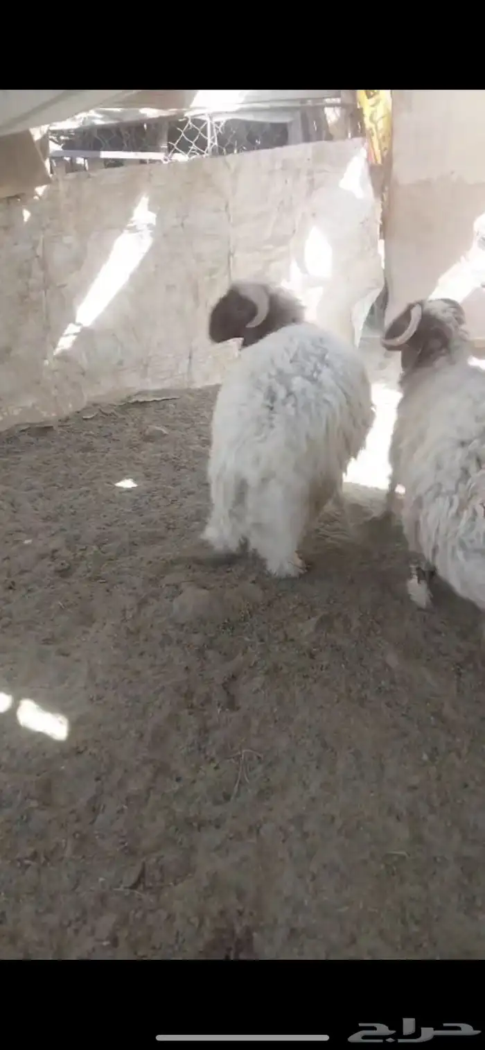 ذبائح تمايم مقفلة شحم ونظيفة شرط بالقرب من دوار الملك سلمان 2