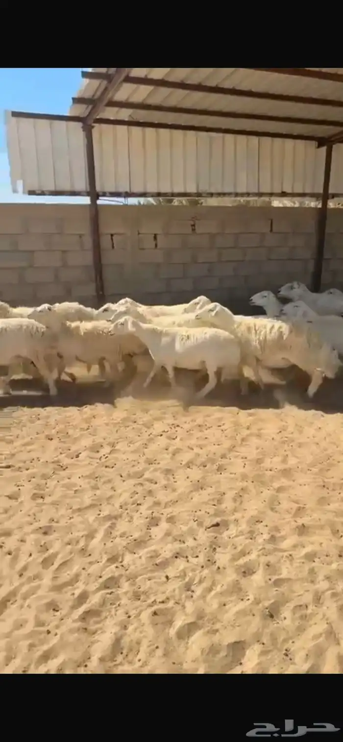 ضان حريات العدد 20 مع الفحل 2