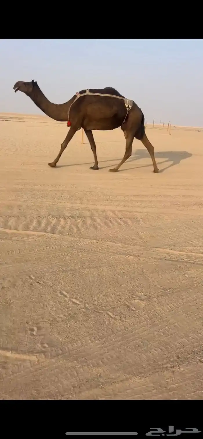 عشرا سلم العذاريب 0