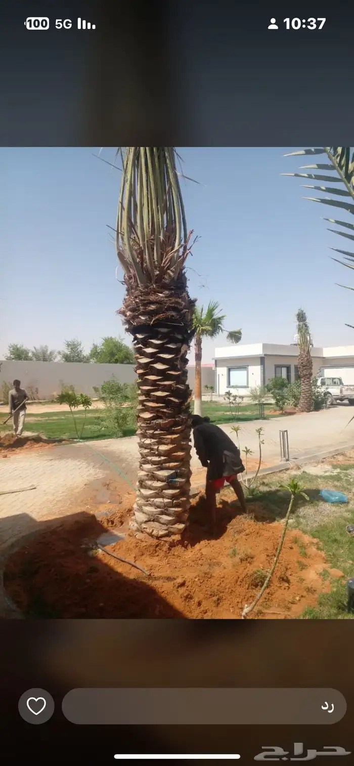 يوجدلديناجميع انواع انخل العربي والواشنطن 28