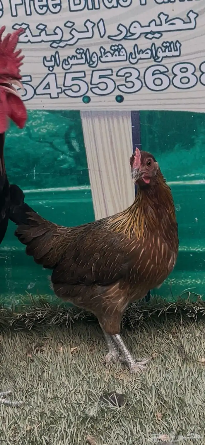 دجاج عربي ترثه اصيل .. سلالة نقية الدم 2