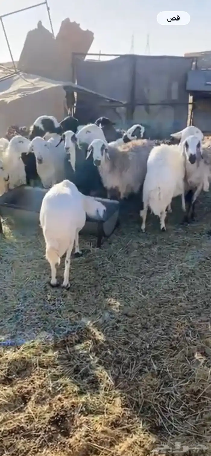 للبيع غنم حريات 2