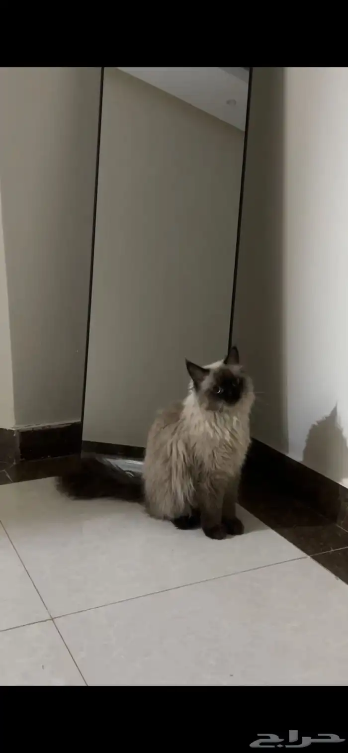 للبيع   قط هيمالايا ذكر 1