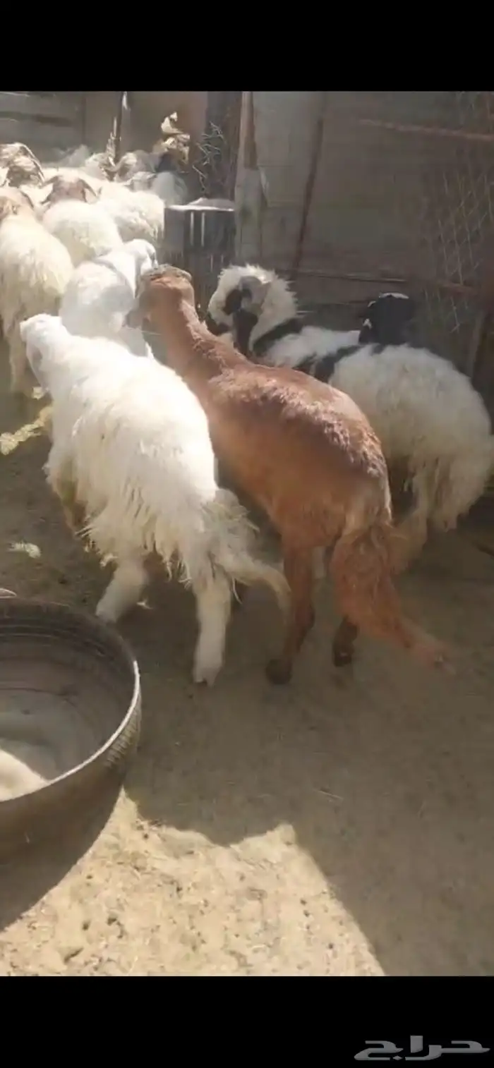 ذبائح تمايم مقفلة شحم ونظيفة شرط بالقرب من دوار الملك سلمان 5