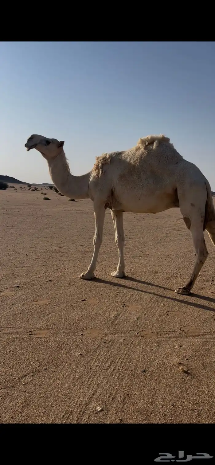 ناقه ضروبه للبيع طيبه 1