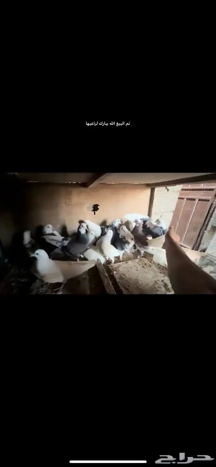 حمام للبيع 0