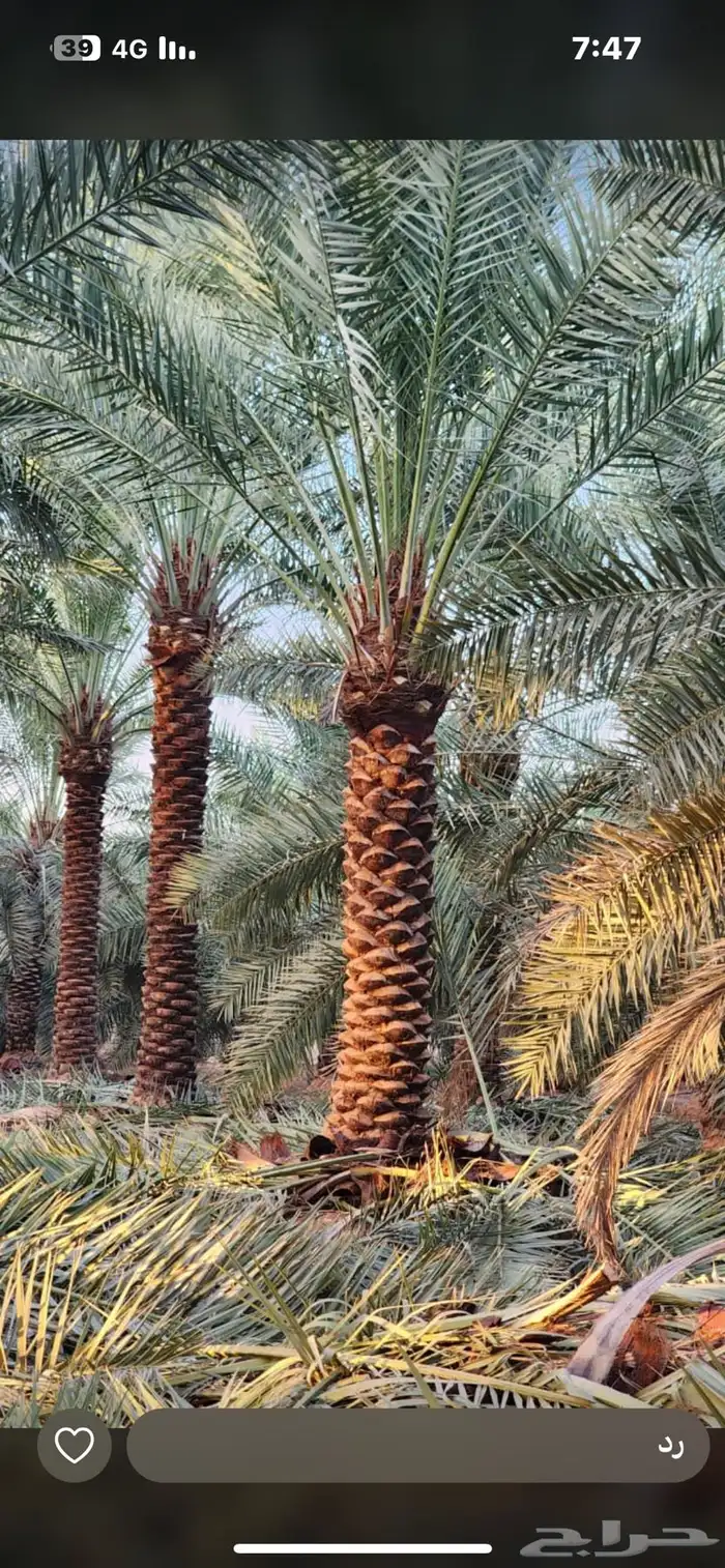 يوجدلديناجميع انواع انخل العربي والواشنطن 22