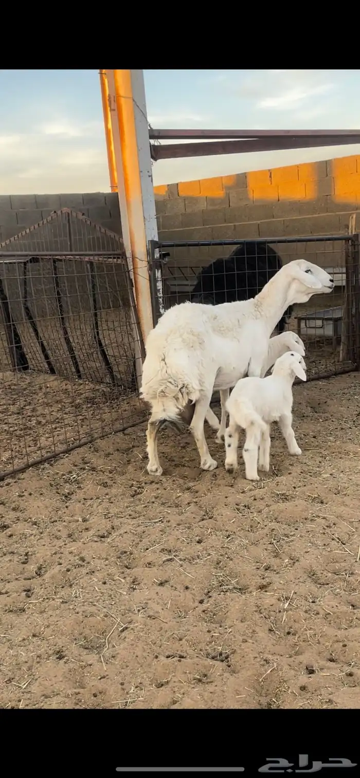 خلفه حريه معها2 0