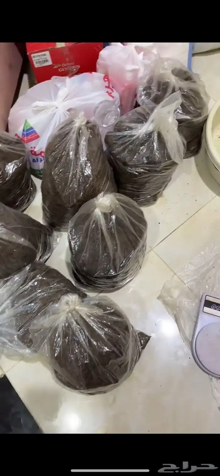 دلكة سودانية 1