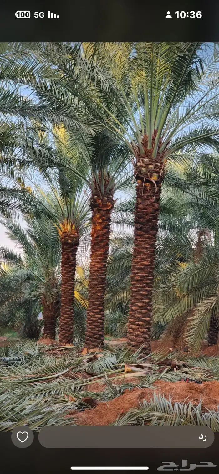 يوجدلديناجميع انواع انخل العربي والواشنطن 27