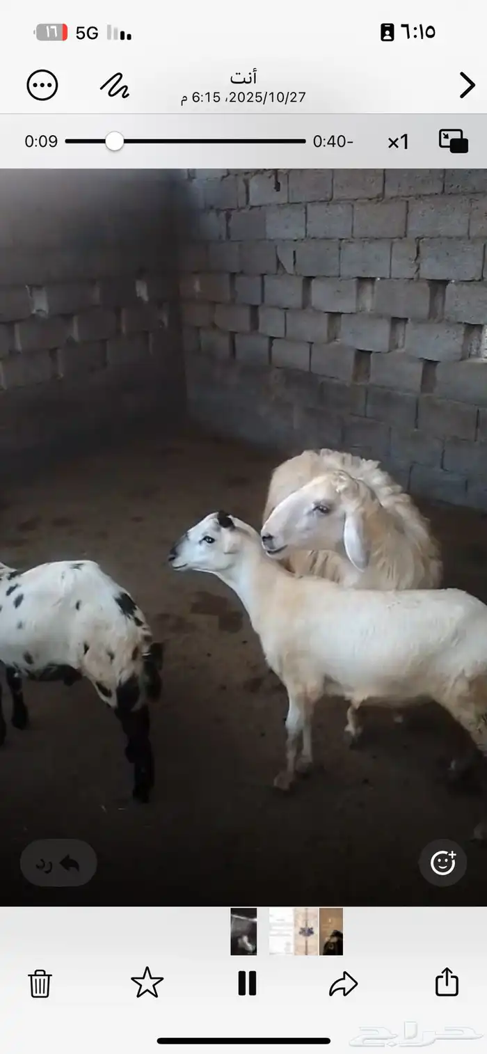 خروف فحل سنه ثني بدايه رباع انتاجه في المزرعه يوجد فديو 1