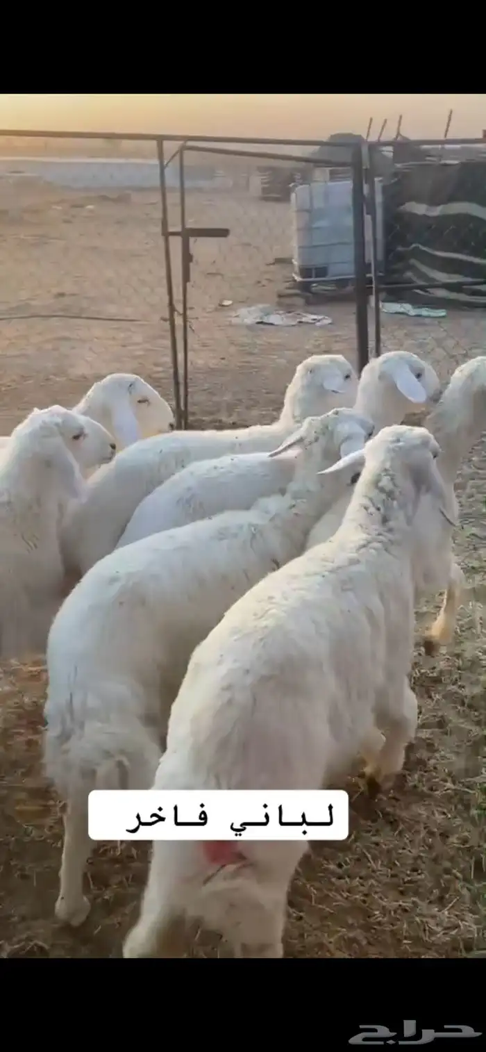 ذبيحتك إلى باب بيتك 5