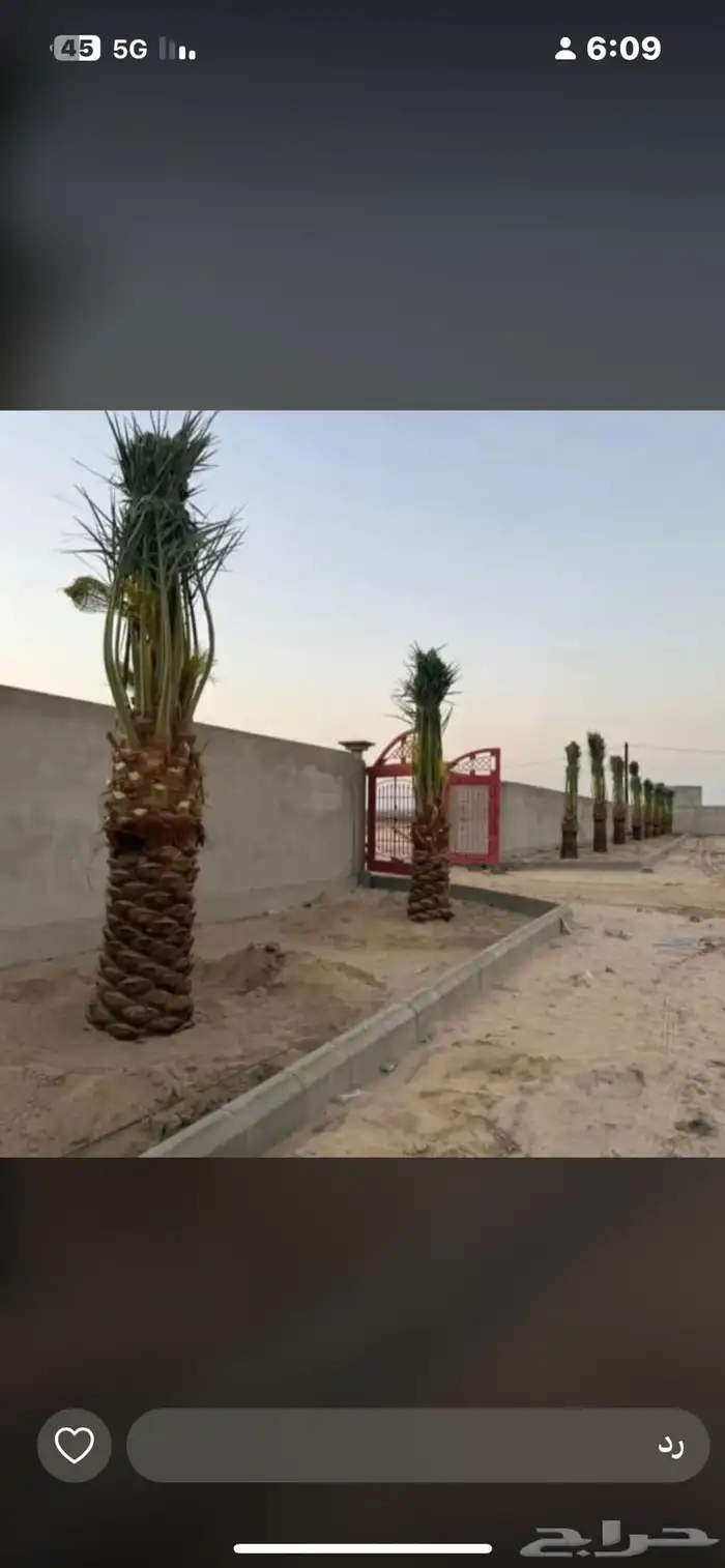 يوجدلديناجميع انواع انخل العربي والواشنطن 36