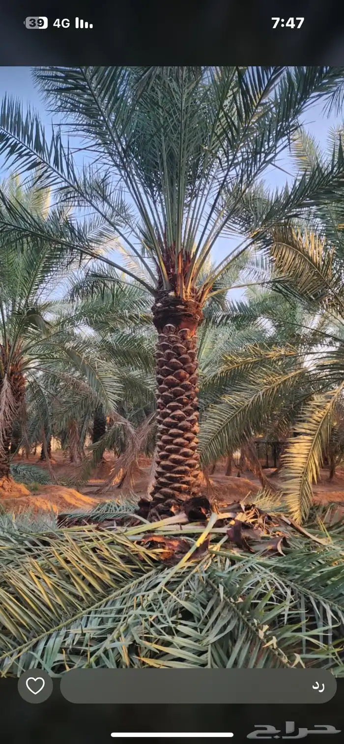 يوجدلديناجميع انواع انخل العربي والواشنطن 24