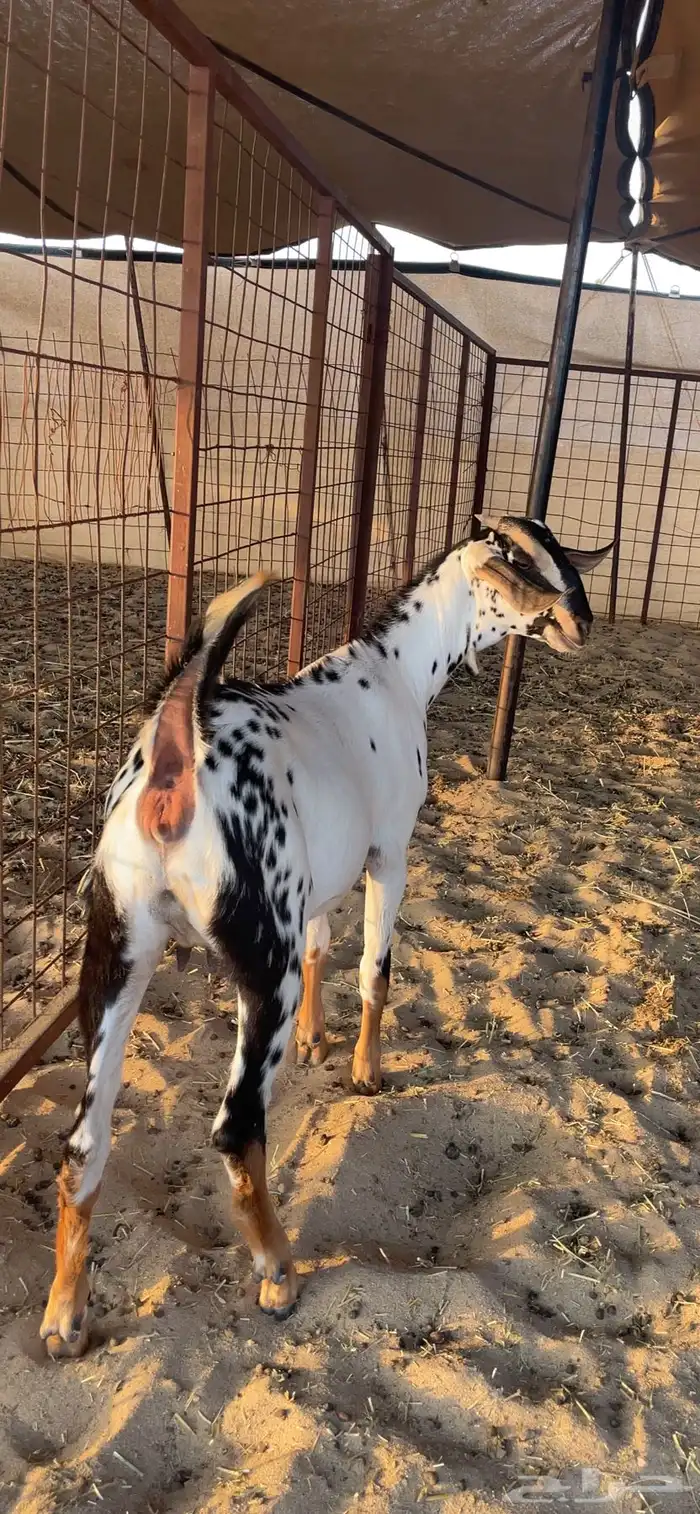 للبيع جفره بيشيه صنف الصنف 0