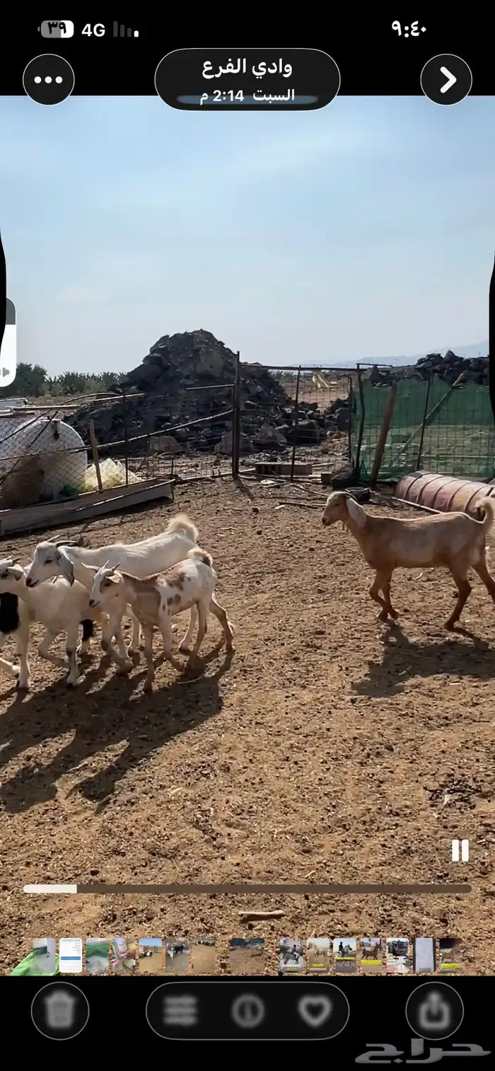 جفار بيشيات ومهجنات مع مصريات 3