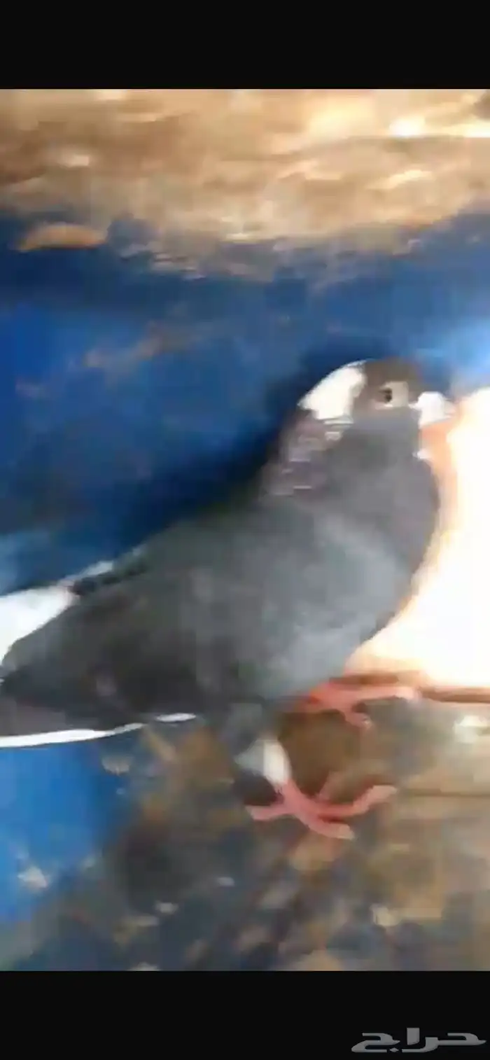 حمام قطايف 1