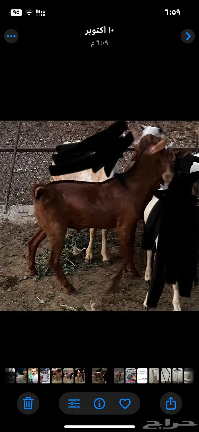 للبيع جفر وجفره بلدي شرط نظاف سمان 2