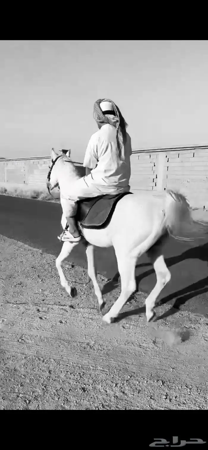 حصان شعبي ابيض او اصفر 3