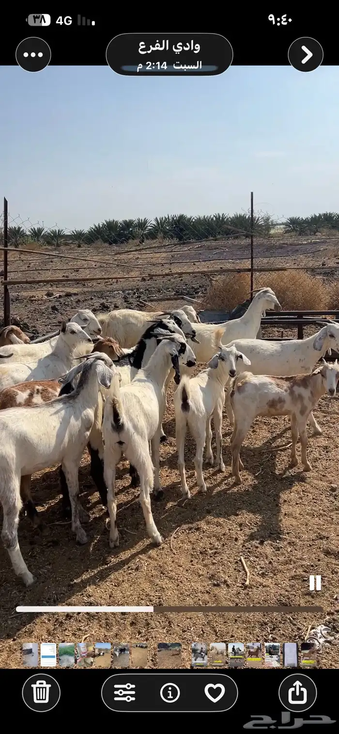 جفار بيشيات ومهجنات مع مصريات 0